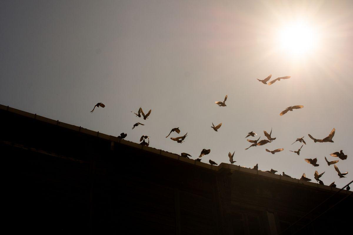 鳥獣被害による故障